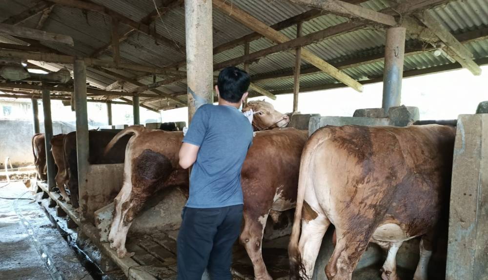 Diskanak Kabupaten Garut Pastikan Stok Hewan Kurban Tahun ini Tercukupi